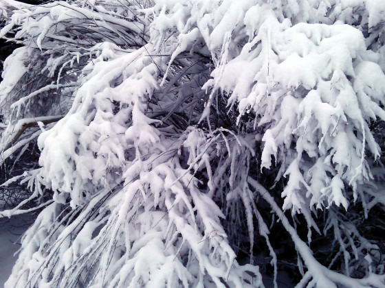 snowy-branches