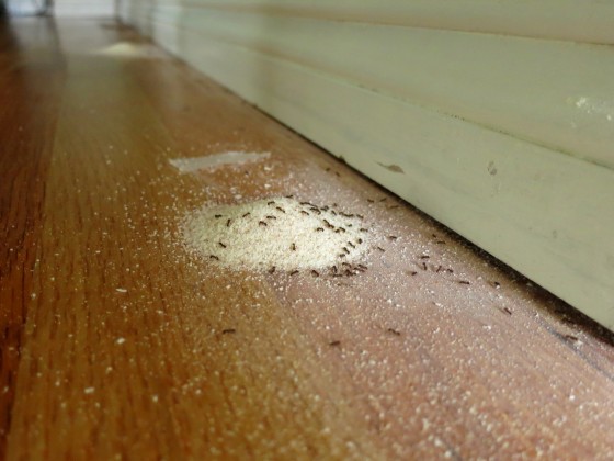 ants1
