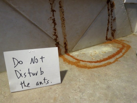 ants2