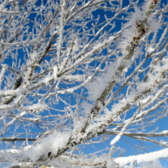 icy-branch-2
