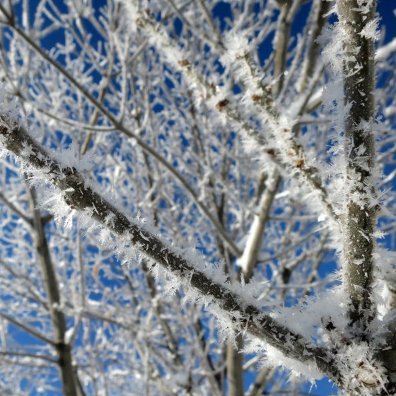 icy-branch