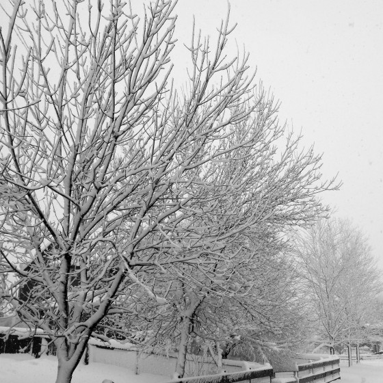 snow-day-3