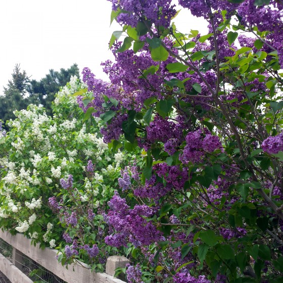 lilac-1