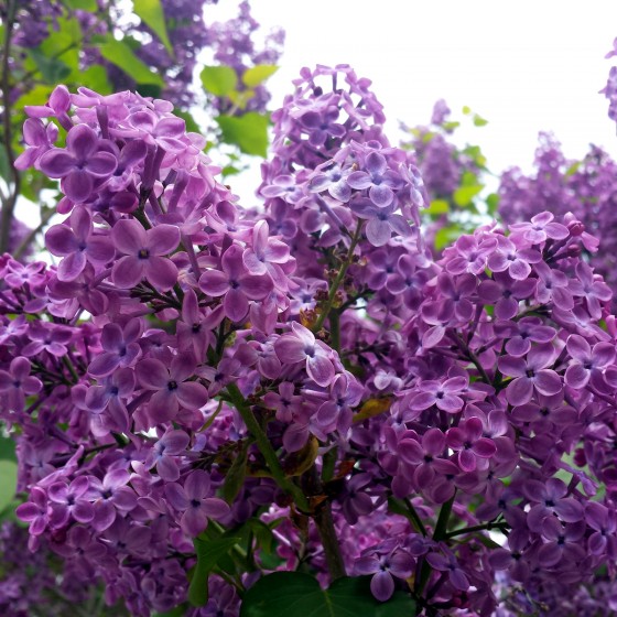 lilac-2